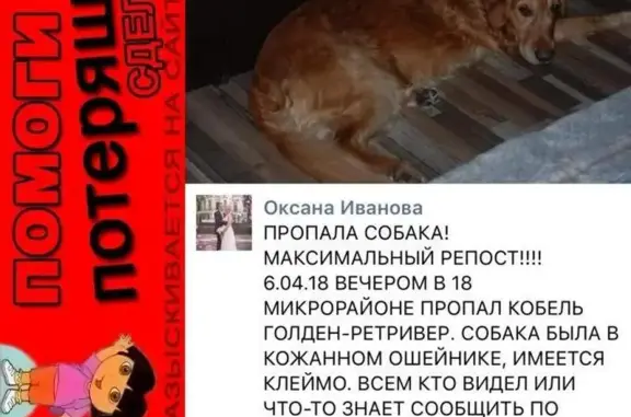 Пропала собака в Зеленограде: кобель голден-ретривер Марик, 6.04.18, 22:20, 1801б.