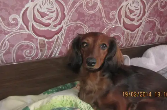 Собаки потеряшки, Красота, фото: Потеряшка собака в деревне Красота, Новгородская область