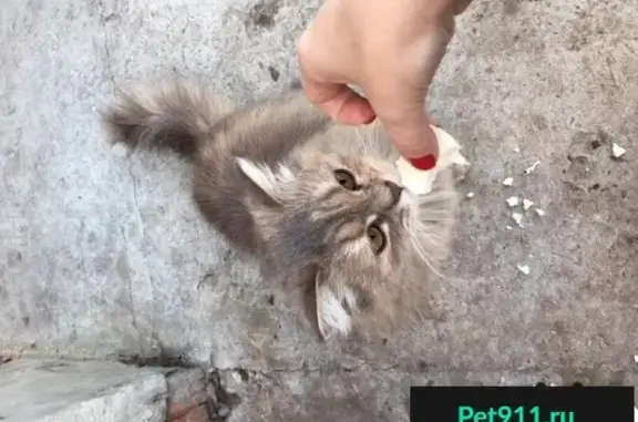 Пропала кошка на ул. Есенина, Сызрань