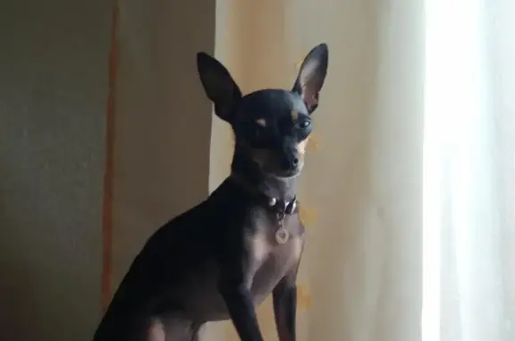 Собаки потеряшки, Камышин, фото: Потеряшка собачка Ричи в районе Радищева, Волгоградская область