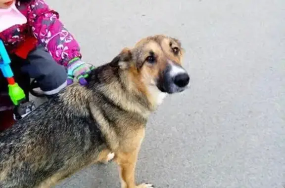 Найдена собака в Санкт-Петербурге, нужна помощь!