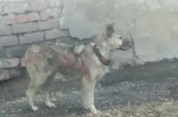 Найдена собака в Кировском районе, Кемерово