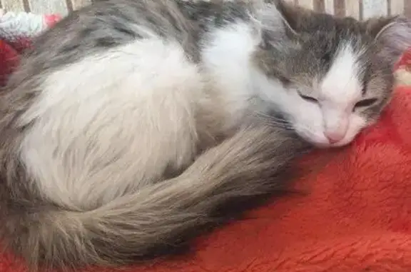 Найдена ласковая кошка в Чите, нужен новый дом