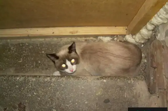 Найдена сиамская кошка на ул. Борисова, Красноярск