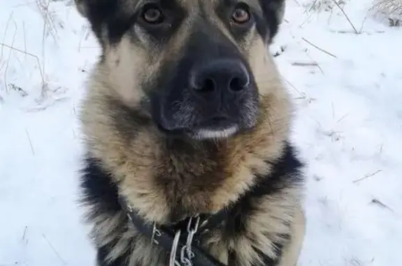 Пропала собака в СПб, район м. Новочеркасская