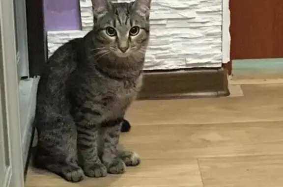 Найден домашний кот на Комсомольской 3