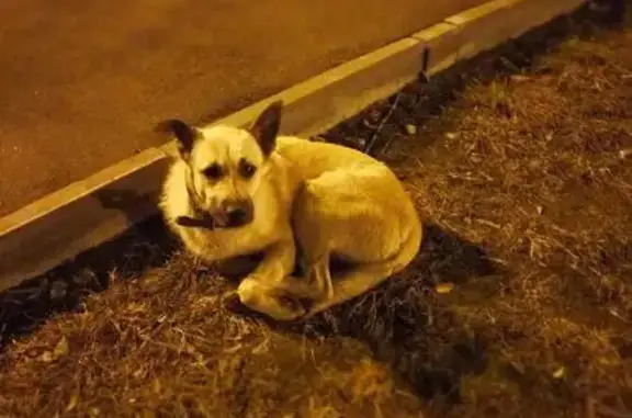 Пропала собака найдена в Мытищах
