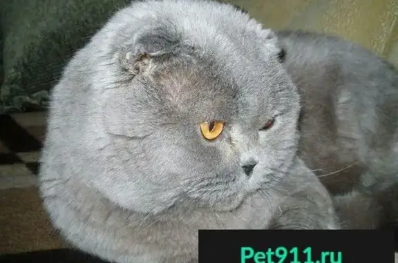 Пропала кошка на Труда 5а в Москве