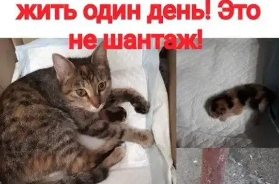 Срочно нужна передержка для кошки с котенком в Москве