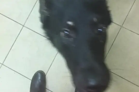 Найдена собака в Москве, Фили