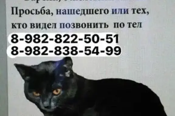 Пропала кошка в Ижевске на Орджоникидзе/промышленной