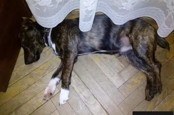 Пропала собака на Амурской улице в Москве