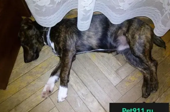 Пропала собака на улице Амурская в Москве