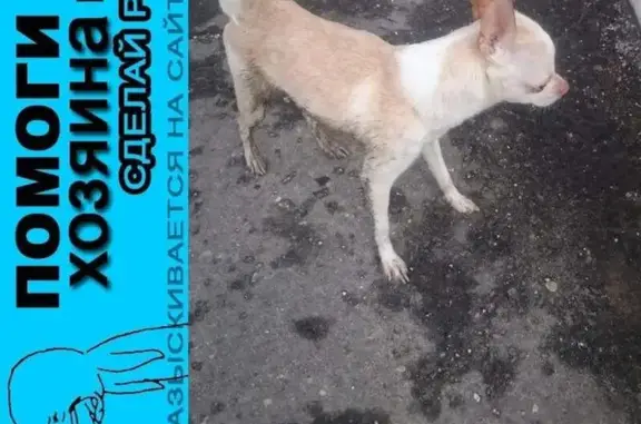 Пропала собака в МО, Щелковский район, Звездный городок.