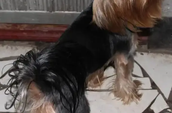 Пропала собака в Ростове: Йоркширский терьер, кличка Тимоша, вознаграждение за помощь!