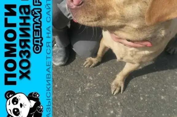 Пропала и найдена собака в Первомайском районе, Новосибирск