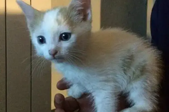 Найдены котята в Комсомольском районе, нужна помощь