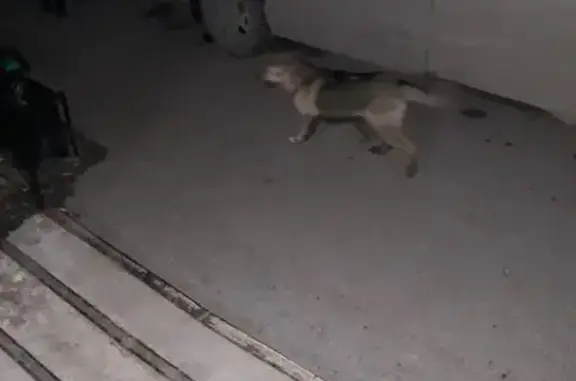 Пропала собака в Тобольске #внимание_розыск