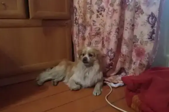 Найден молодой пёс в Орехово-Зуево, ищет дом