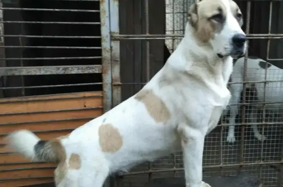 Пропала собака в Ростове-на-Дону, вознаграждение за информацию.