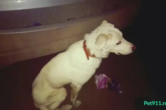 Найдена собака в Отрадном без адресника