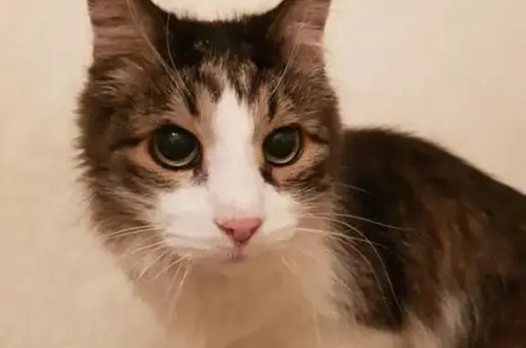 Найдена домашняя кошка на Гончарова, 17