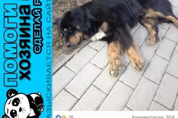 Пропала, найдена и передана в приют собака на улице Соколово-Мещерская (Куркино)