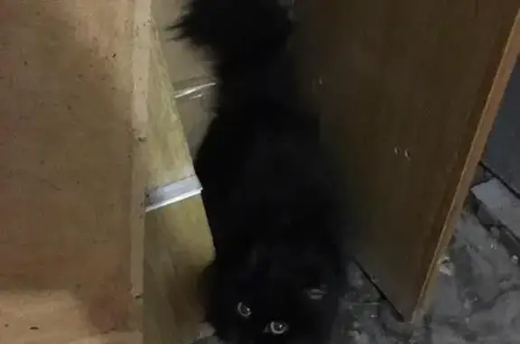 Найдена черная кошка (Екатеринбург)