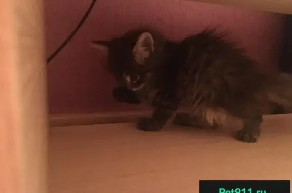 Котёнок с кисточками найден в Краснокаменске