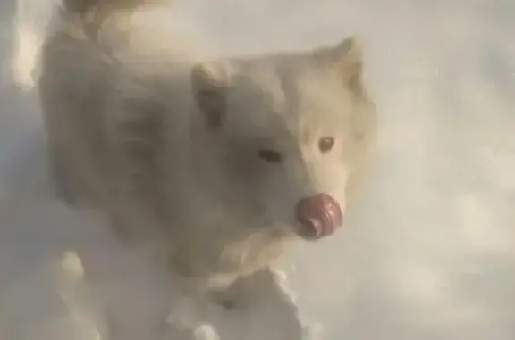 Пропала белая собака с колечком на хвосте в Горном Щите, Екатеринбург