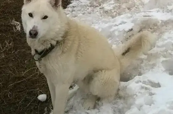 Пропала собака Туман в районе Мамулино, Тверь