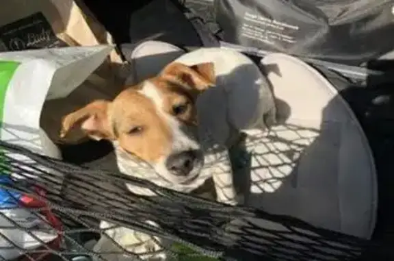 Найдена собака в Краснодаре, ищем старых хозяев