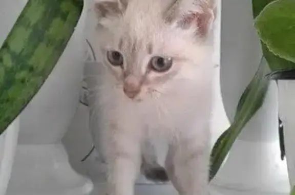 Найден котенок сиамской породы в Абакане