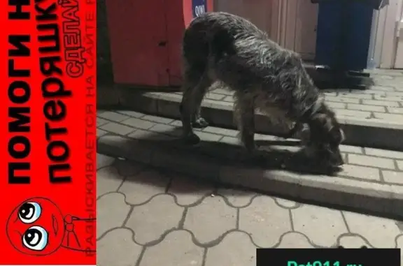 Пропала собака возле магазина Татьяна в Батайске
