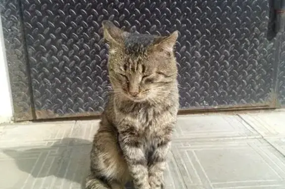 Найден больной кот на Рокоссовского в Пскове