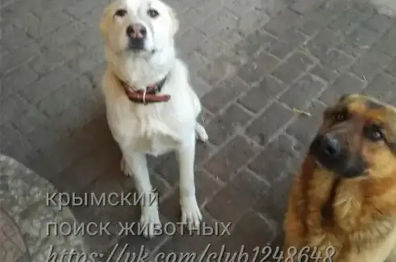 Пропала собака Дана в Симферополе
