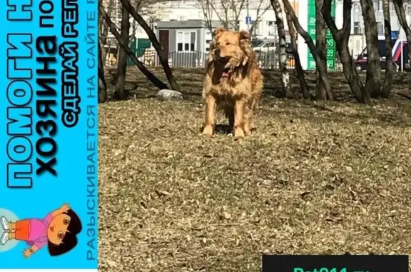 Пропала собака на пересечении Профсоюзной и Обручева, Москва