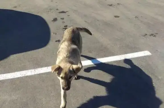 Найден исхудалый щенок-кобель в Чкаловском районе