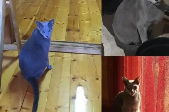 Пропала кошка, найден котенок-кот в Подольске, Русская голубая порода