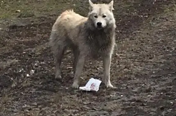 Найдена собака Лайка в Чкаловском районе