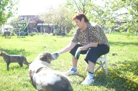 Собаки потеряшки, Новомалороссийская, фото: Потеряшка собака в Выселковском районе Краснодарского края