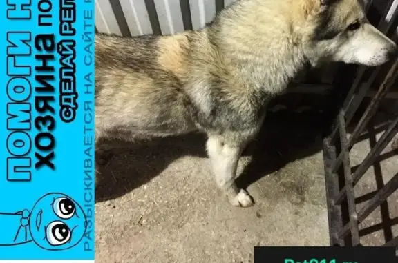 Пропала собака, найден кобель - Москва 14.04.2018