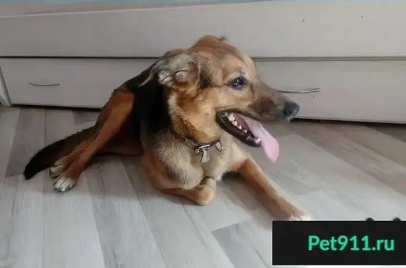 Пропала собака в Москве на Севастопольском пр-те