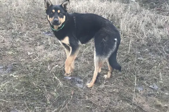 Собака с поврежденной лапой найдена в деревне Летово, Москва