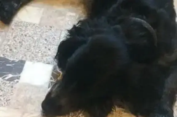 Найдена собака в Балахнинском районе, Нижегородская область.