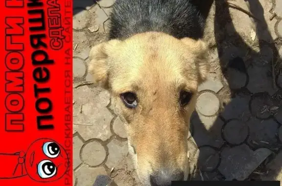 Пропала собака в Одинцовском районе, недалеко от Кубинки