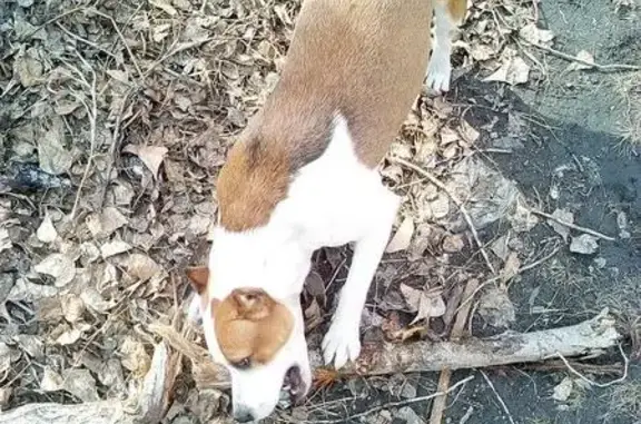 Найдена рыжая собака на острове Отдыха в Красноярске