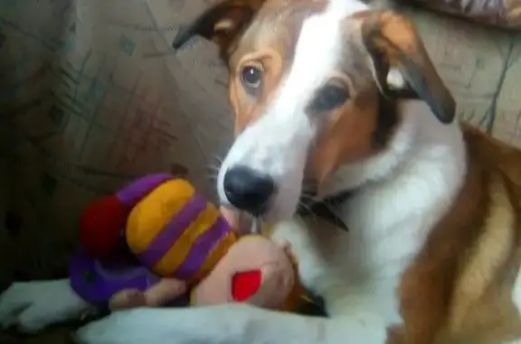 Собаки потеряшки, Сеченово, фото: Потеряшка собака Дина в Сеченово, Нижегородская область! SOS!