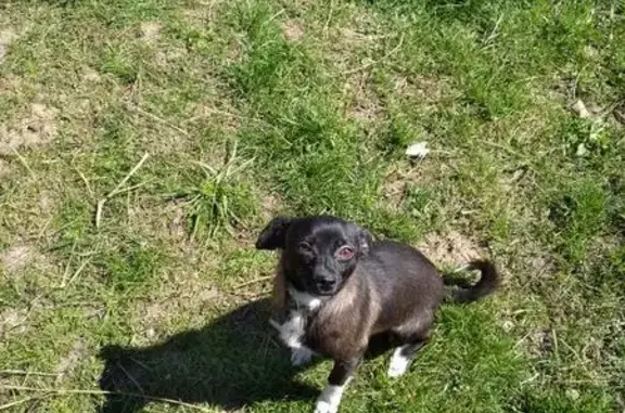 Пропала собака в поселке Знаменский, Краснодар