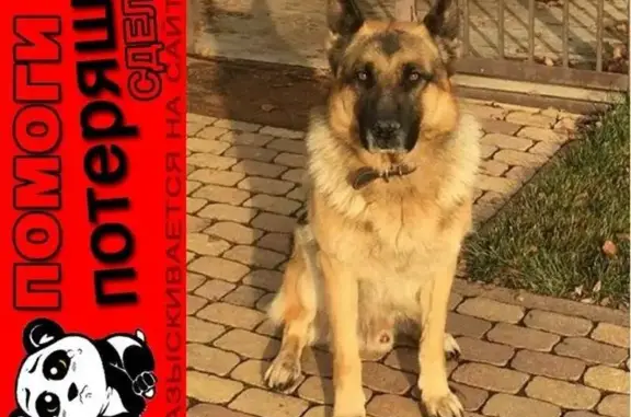 Пропала собака Арчи, Новоусманский район, Воронеж, вознаграждение 25000 тел.